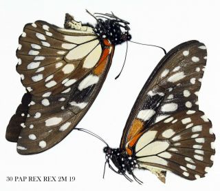 Insect Butterfly Moth Papilionidae Papilio Rex Rex - 2 Males Rare 30 Pap Rex 2m
