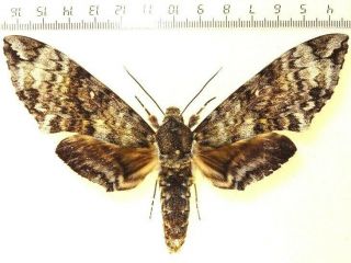Sphingidae Manduca Sp.  (schausi Ssp.  ?).  Panama.  Very Large,  Rare