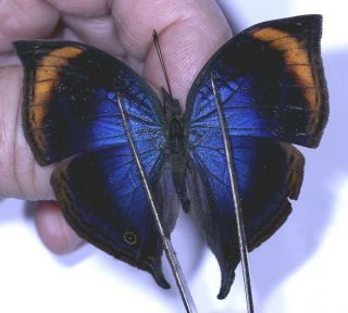 Nymphalidae Kallima Cymodoce Rare From Cameroon