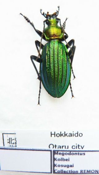 Carabus Megodontus Kolbei Kosugai (male A1) From Japan (carabidae)