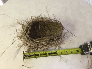 Two Bird Nests Real Sticks Yarn Robin Barn Swallow Mud String Two
