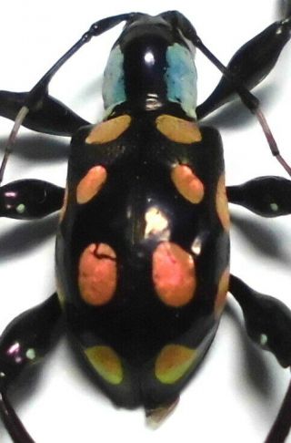 Doliops Emmanueli Female 12mm Ap138 A - Cerambycidae Beetles