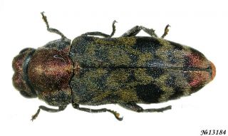 Coleoptera Buprestidae Gen.  Sp.  Thailand 7mm