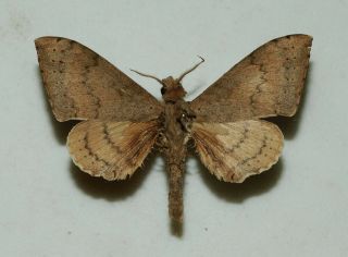 Sphingidae - Andriasa Contraria - Male - Africa