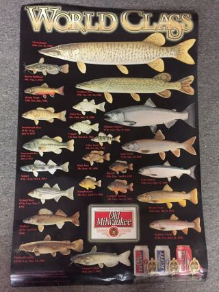 Vintage Old Milwaukee Beer " World Class " Fish Species Poster 24 " X 36 "