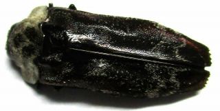 E009 Buprestidae: Cisseicoraebus Species? 16.  5mm