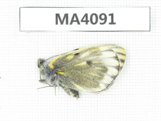 Butterfly.  Pieridae Sp.  China,  Gansu,  S Of Jiayuguan.  1m.  Ma4091.