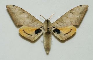 Sphingidae - Pseudoclanis Occidentalis - Female - Africa