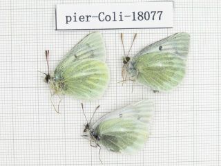Butterfly.  Colias Sifanica Ssp.  China,  S Gansu,  Xiahe County.  2m1f.  18077.