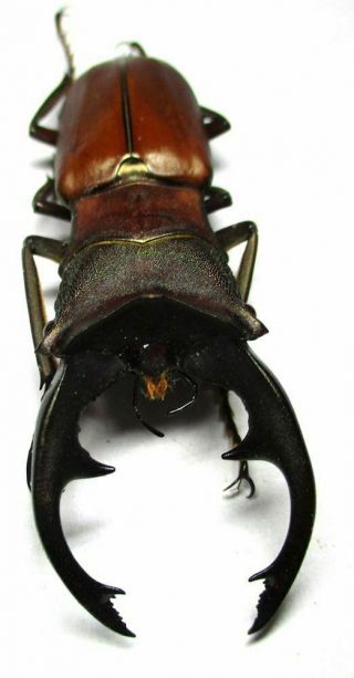 J002 Lucanidae: Cyclommatus Alagari Male 57.  5mm