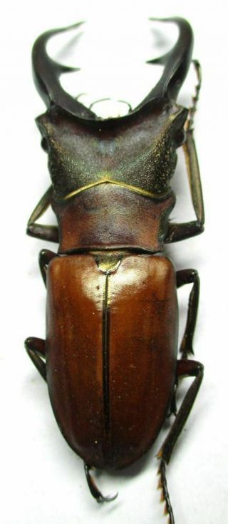 j002 Lucanidae: Cyclommatus alagari male 57.  5mm 4
