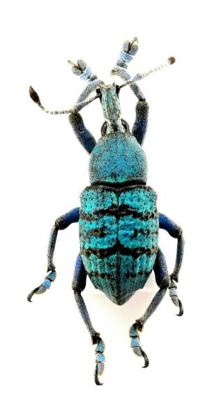 Insect,  Beetles,  Curculionidae,  Eupholus Sp,  Jayapura,  Papua,  22 Mm