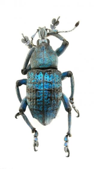 Insect,  Beetles,  Curculionidae,  Eupholus Sp,  Jayapura,  Papua,  24 Mm