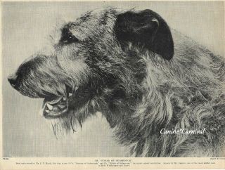 Irish Wolfhound Dog Ch Fonab Of Ouborough Vintage Photo Print 1934