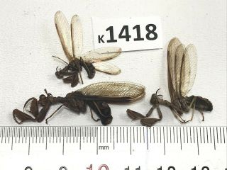 K1418 Unmounted Mantidae Vietnam Central “ Location”