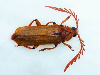 Very Rare Prioninae Neoclosterus Curvipes Male Cerambycidae Cameroon