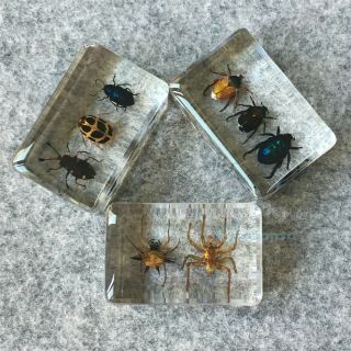 3 Leaf Beetle & 3 Little Beetle & 2 Spider Specimens Set - Education Paperweight