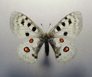 Papilionidae Parnassius Strecsnoensis Female W Slovakia Little Fatra Mts.  Rare