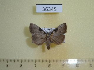 36345p Noctuidae Meganola Gigas