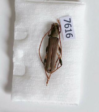 Cerambycidae Sp From Mt.  Ailaoshan Yunnan China No.  7616