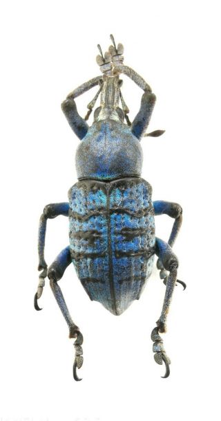 Insect,  Beetles,  Curculionidae,  Eupholus Sp,  Jayapura,  Papua 27 Mm