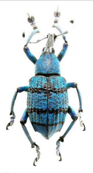 Insect,  Beetles,  Curculionidae,  Eupholus Sp,  Jayapura,  Papua,  27 Mm