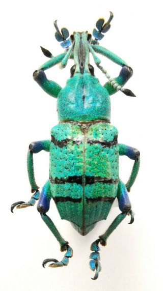 Insect,  Beetles,  Curculionidae,  Eupholus Sp,  Jayapura,  Papua,  30 Mm