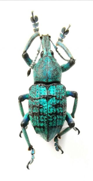 Insect,  Beetles,  Curculionidae,  Eupholus Sp,  Jayapura,  Papua