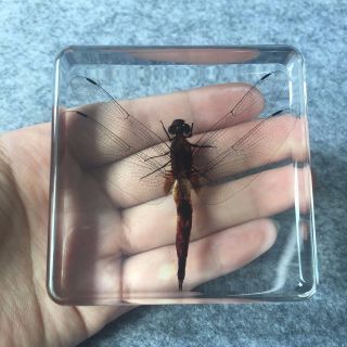 Insects Specimen Dragonfly In Clear Paperweight Kids Learning And Gift 75 75 20