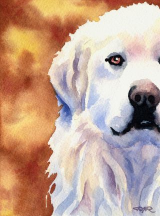 Great Pyrenees Watercolor 8 X 10 Art Print Signed By Artist Djr
