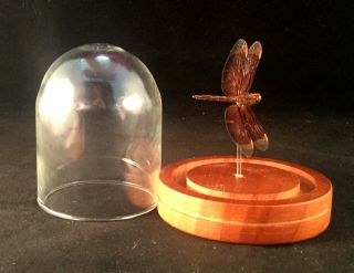 Y105 Taxidermy Entomology Brown Dragonfly Specimen Glass Dome Display Odonates