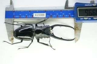 B19388 – Lucanus.  Lucanide Ps.  Beetles – Insects Ha Giang Vietnam 96mm