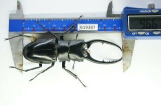 B19387 – Lucanus.  Lucanide Ps.  Beetles – Insects Ha Giang Vietnam 96mm