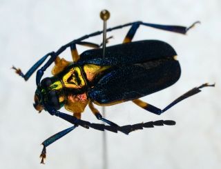 Esmeralda Coerulea A1 From Guyana Francesa Cerambycidae Prionidae Prioninae