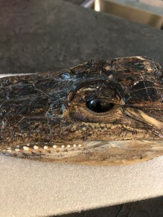 Alligator Head Taxidermy 6 Inches 3