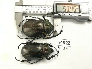 K4522 Unmounted Beetle Euchiridae Cheirotonus Vietnam Central