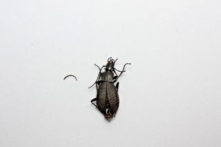 Insect Beetles Carabidae Carabus Gossarei Ssp.  Vasjurini Primorsky Krai Ru