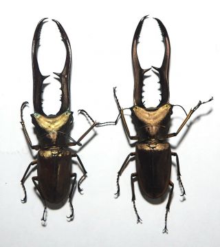 Lucanidae.  2 X Cyclommatus Metallifer,  85mm.  Palu