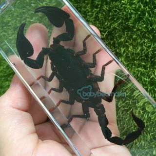 Real Black Scorpion Specimen (asian Forest Scorpion) Fashion Paperweights