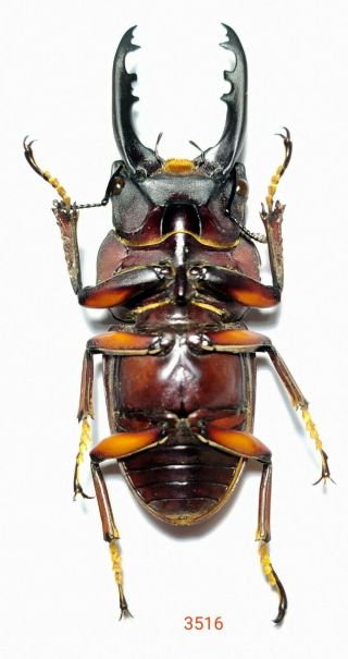 1x.  PROSOPOCOILUS LATERALIS 57mm FROM CENTRAL SULAWESI (3516) 2