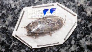 A Interesting Cerambycidae From Namibia