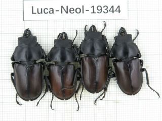 Beetle.  Neolucanus Sp.  China,  Yunnan,  Fenshuiling.  4m.  19344.