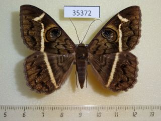 35372p Noctuidae Cyligramma Magus F Madagascar