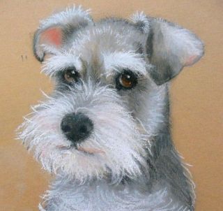 Dogs Schnauzer " So Cute " Limited Edition Giclee Art Print By Su Barratt