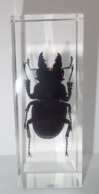 Ghost Stag Beetle Odontolabis Siva Male In Clear Block Education Insect Specimen