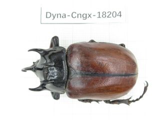 Beetle.  Eupatorus Sp.  China,  Guangxi,  Mt.  Damingshan.  1m.  18204.