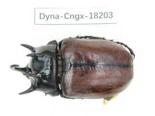 Beetle.  Eupatorus Sp.  China,  Guangxi,  Mt.  Damingshan.  1m.  18203.