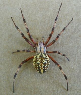 Neoscona Oaxacensis Best Preservation Ever Xl Female Orb - Weaver Spider Arachnid