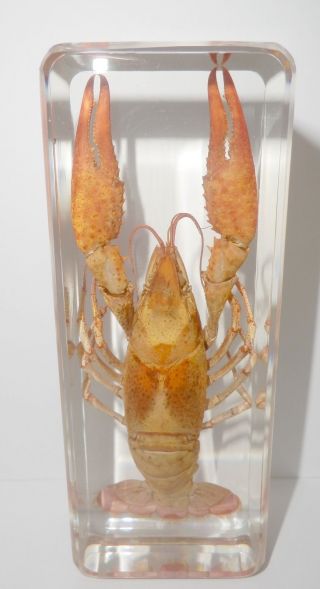 Red Lobster Freshwater Crayfish Procambarus Clarkia Education Real Specimen