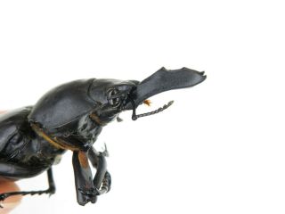 Beetle.  Neolucanus sp.  China,  Guangdong,  Mt.  Nanling.  1M.  18048. 2